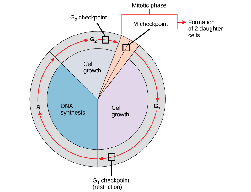 Cell_cycle.png