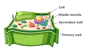 Cell_wall.png