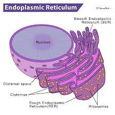 Endoplasmic_reticulum.png