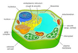 Eukaryotic_cell.png