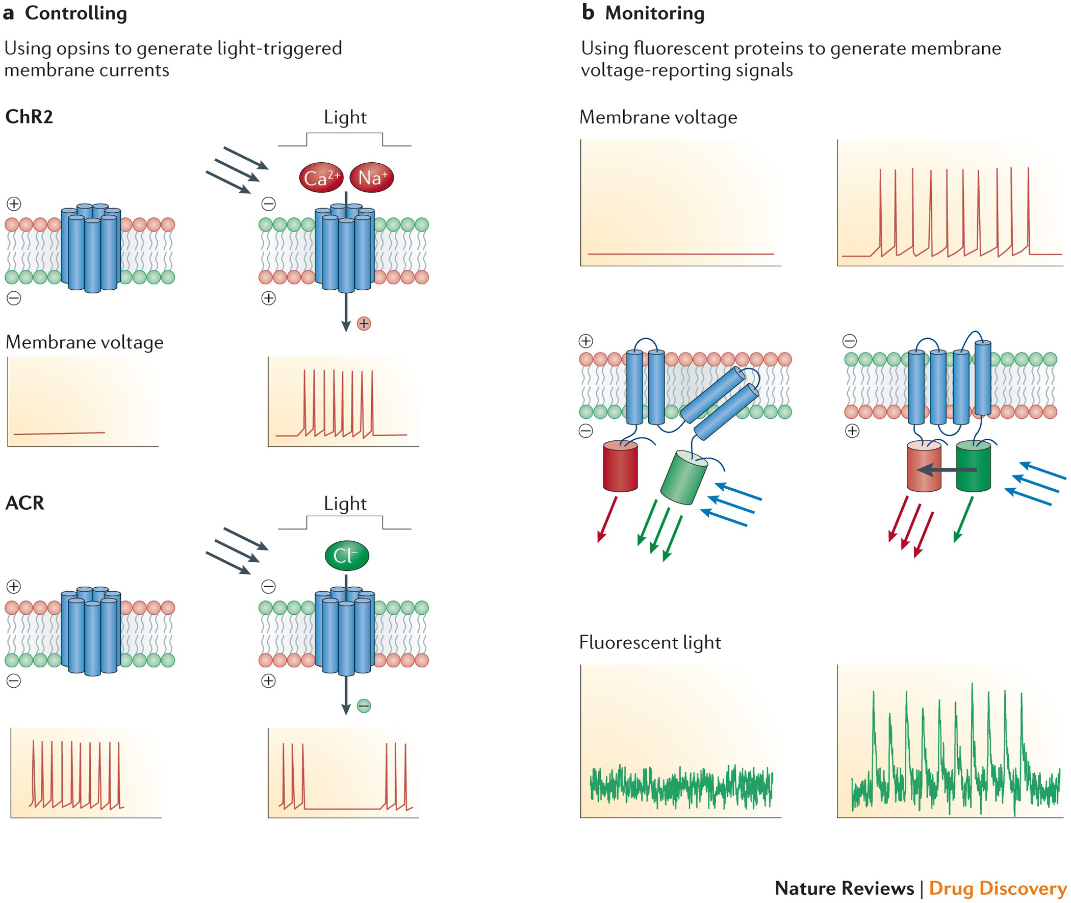 Figure 2 Discovery of Optogeneticspng