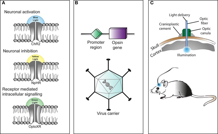 Figure 3 Optogenetic stimulation consists of several stepspng