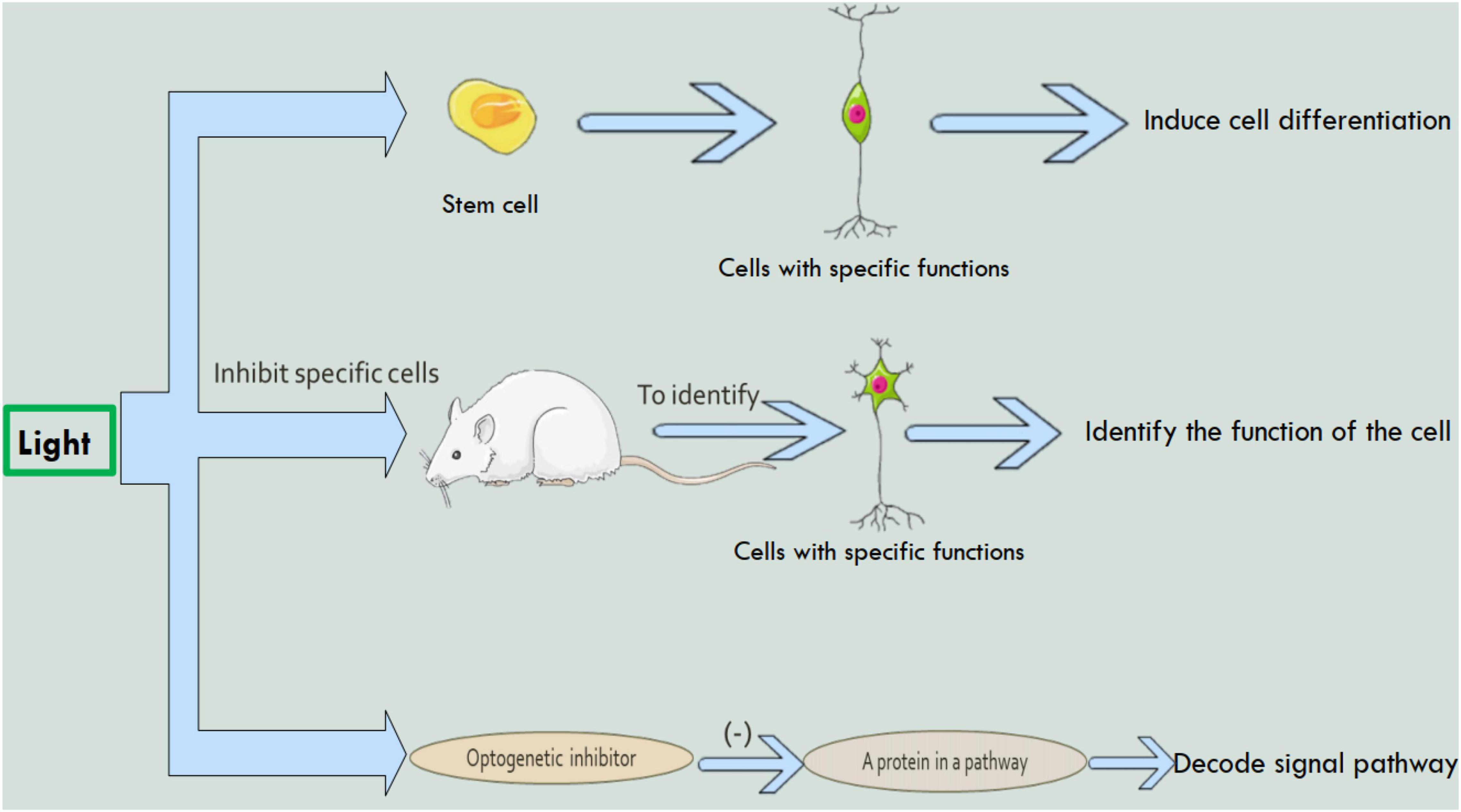 Figure 4 Role of Optogenetics and technology