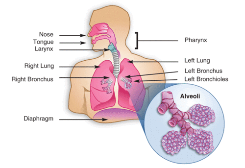 Physiology of lungs