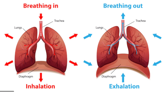 process of respiration