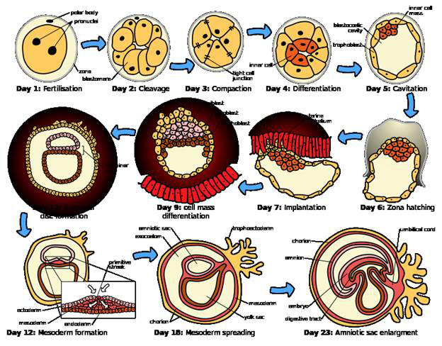 Gastrulation_in_human_embryo.png