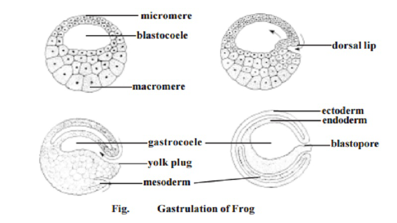 Gastrulation_process_in_a_frog_amphibian.png