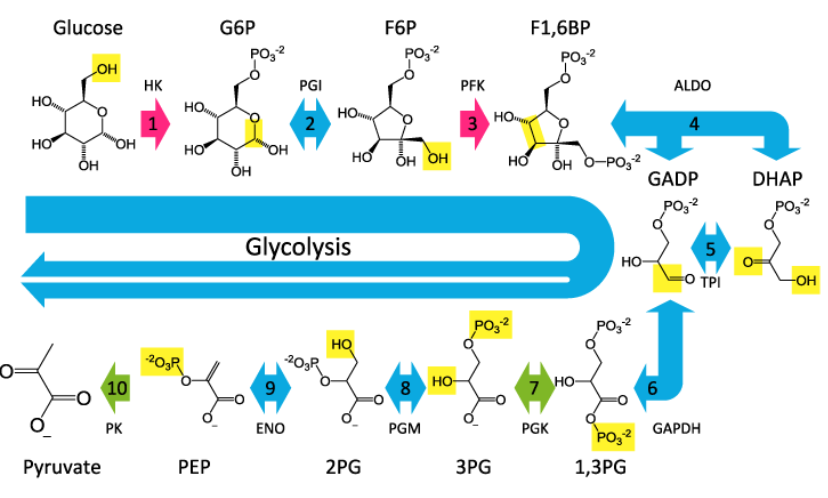 Glycolysis_pathway.png