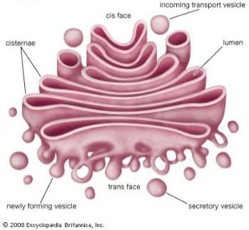 Golgi_apparatus.png