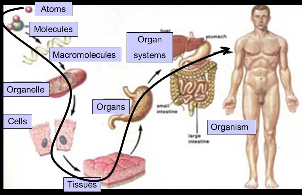 Human_Organs.png