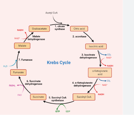 Kreb_cycle.png