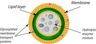 Lysosomes.png