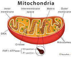 Mitochondria.png