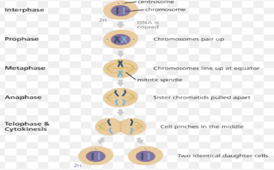 Mitosis_stages.png