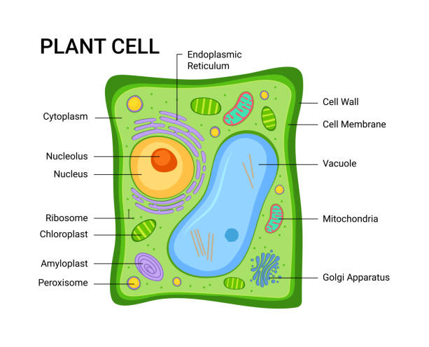 Plant_Cell.png