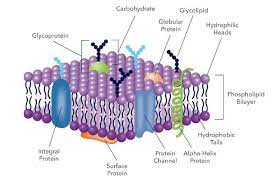 Plasma_membrane.png