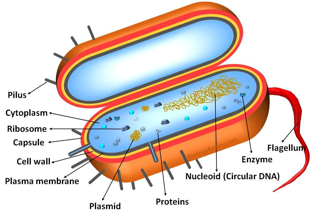 Prokaryotic_cell.png