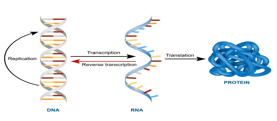 Protein_synthesis.png