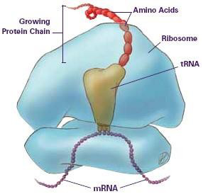 Ribosomal.png