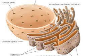 Ribosomes.png