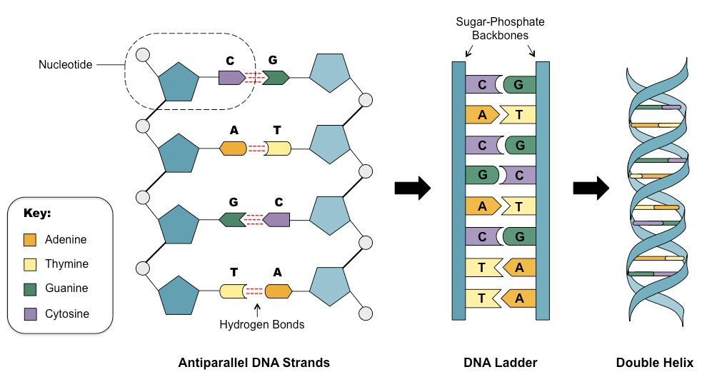 Structure_of_the_DNA.png