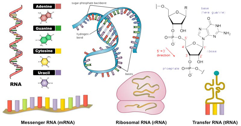 Structures_of_different_types_of_RNA.png