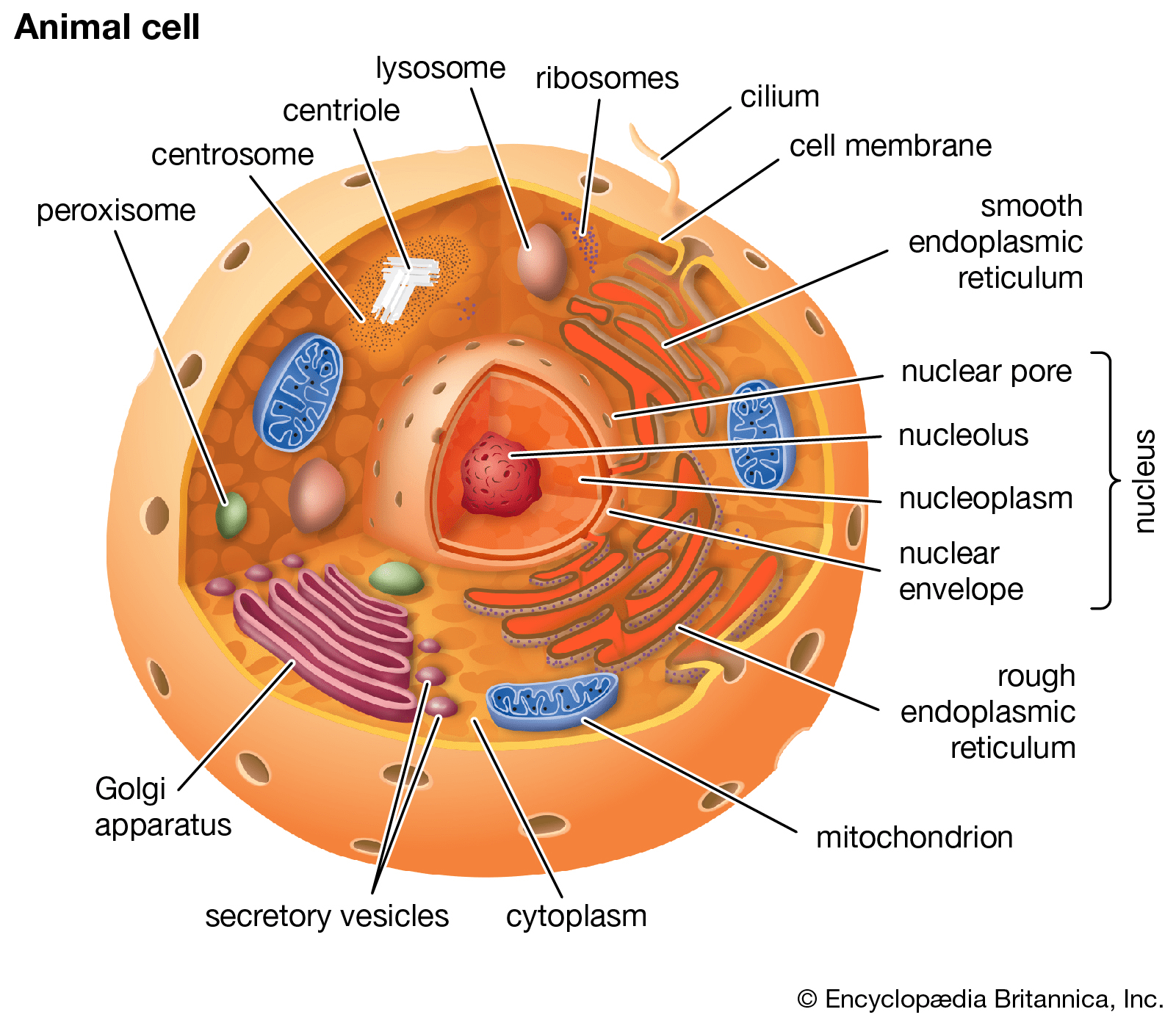 animal_cell.png