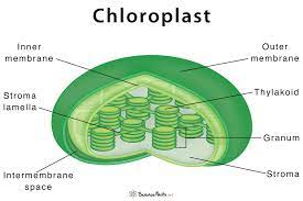 chloroplast.png