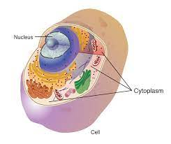 cytoplasm.png