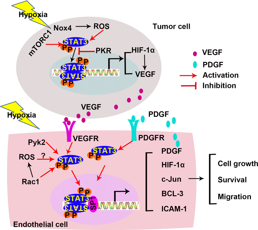 hypoxia_induce_angiogenesis.png