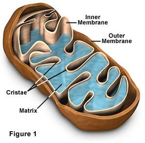 mitochondrial.png