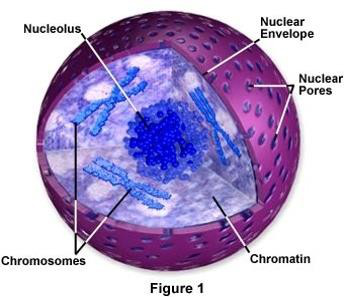 nucleus.png