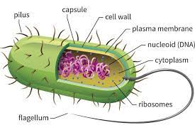 prokaryotic_cell.png